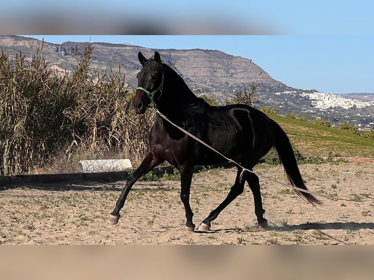 Andaluces Caballo castrado 4 años 153 cm Castaño oscuro in Martfeld