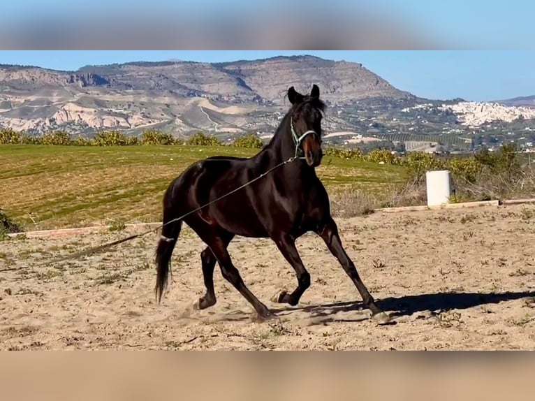 Andaluces Caballo castrado 4 años 153 cm Castaño oscuro in Martfeld