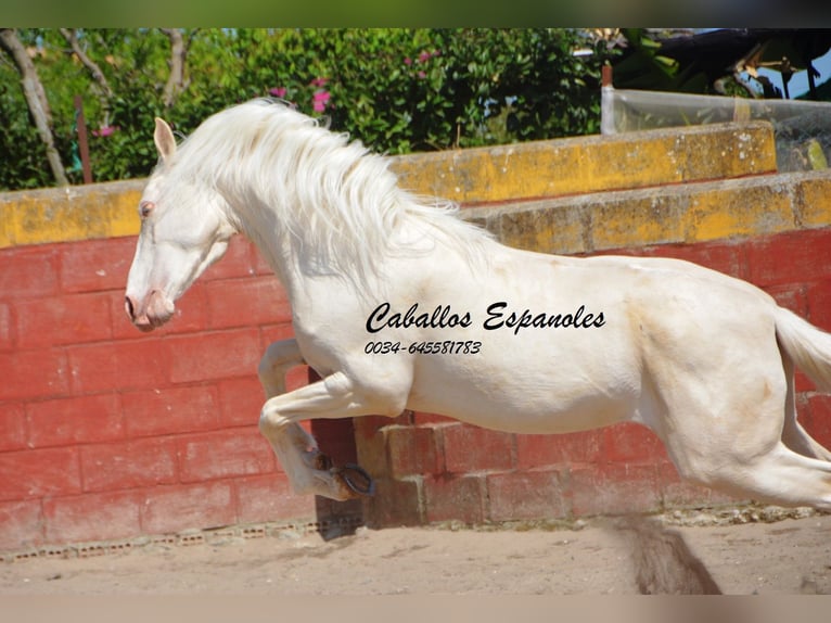 Andaluces Caballo castrado 4 años 153 cm Cremello in Vejer de la Frontera