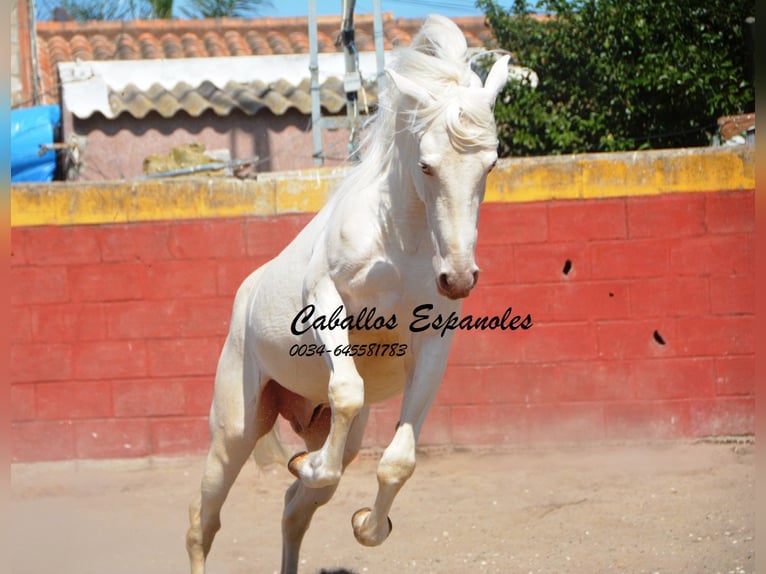 Andaluces Caballo castrado 4 años 153 cm Cremello in Vejer de la Frontera