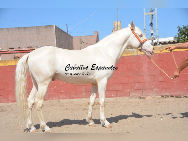 Andaluces Caballo castrado 4 años 153 cm Cremello in Vejer de la Frontera