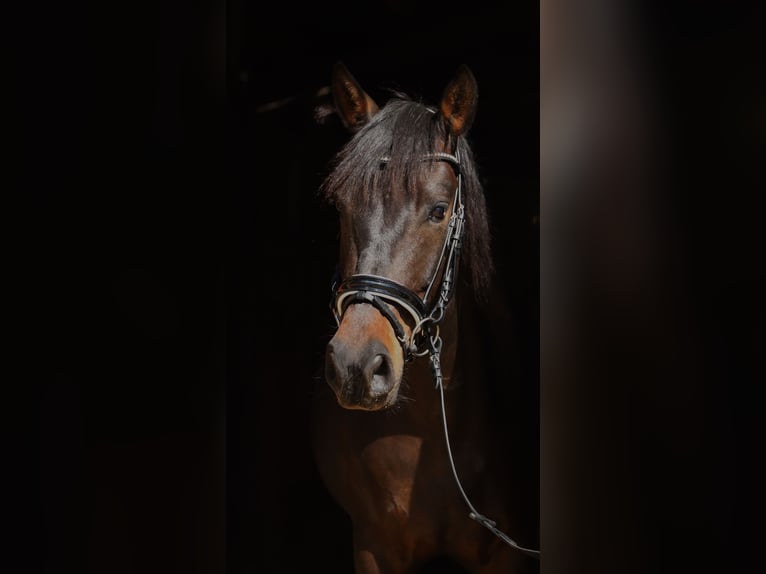 Andaluces Caballo castrado 4 años 153 cm Morcillo in Uelsen