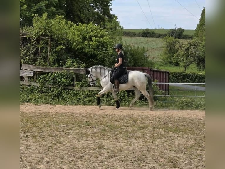 Andaluces Caballo castrado 4 años 153 cm Tordo in Usingen