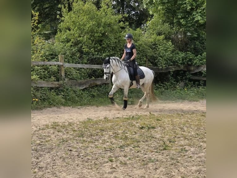 Andaluces Caballo castrado 4 años 153 cm Tordo in Usingen