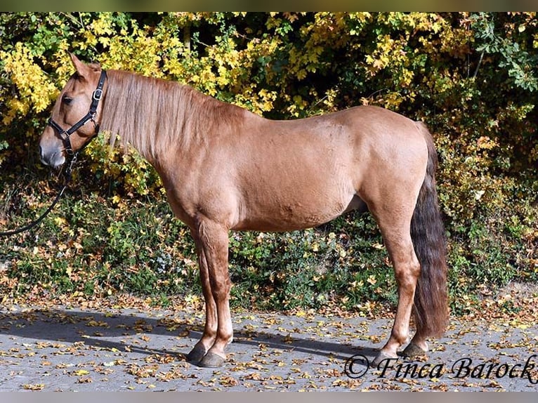 Andaluces Caballo castrado 4 años 154 cm Alazán in Wiebelsheim