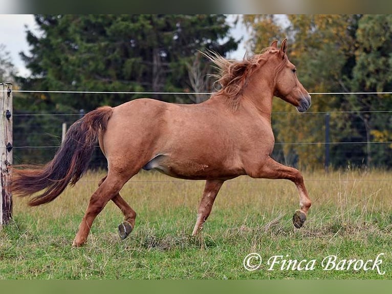Andaluces Caballo castrado 4 años 154 cm Alazán in Wiebelsheim