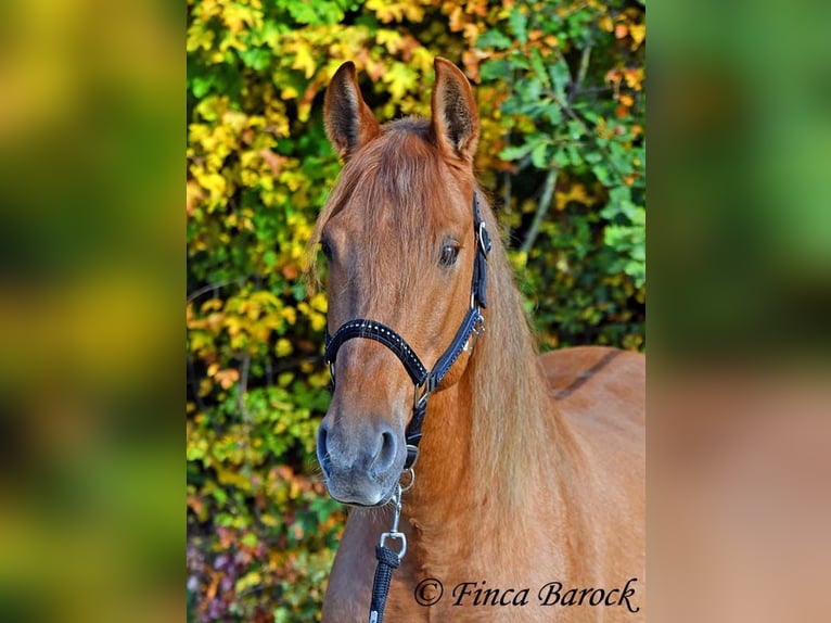 Andaluces Caballo castrado 4 años 154 cm Alazán in Wiebelsheim