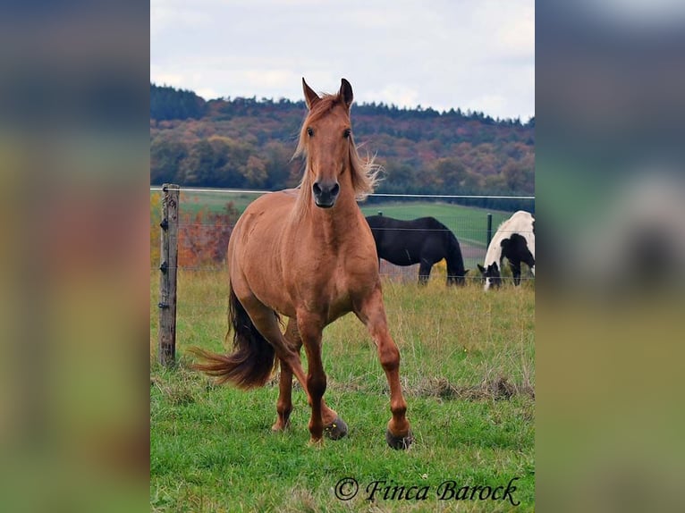 Andaluces Caballo castrado 4 años 154 cm Alazán in Wiebelsheim