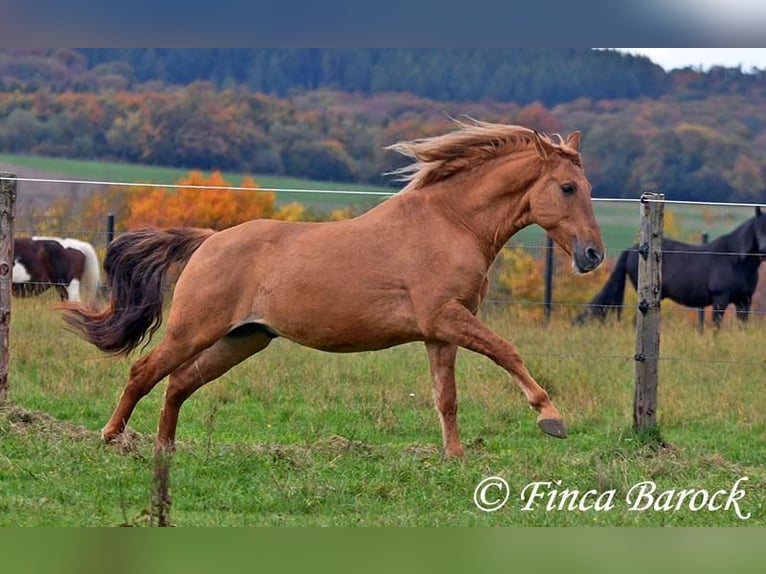 Andaluces Caballo castrado 4 años 154 cm Alazán in Wiebelsheim