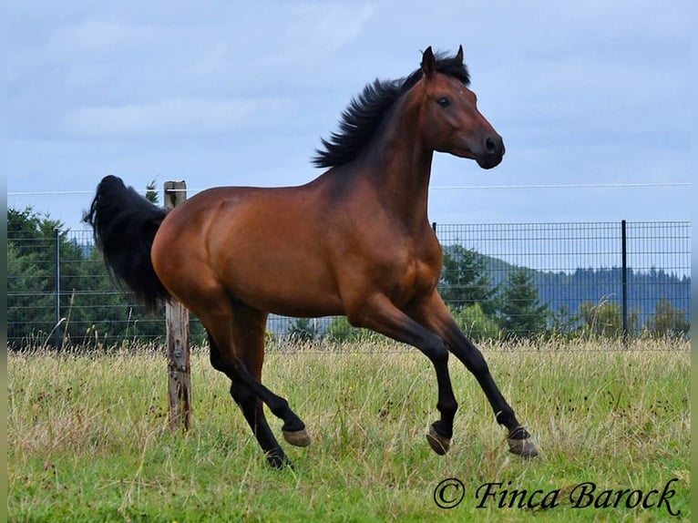 Andaluces Caballo castrado 4 años 154 cm Castaño in Wiebelsheim