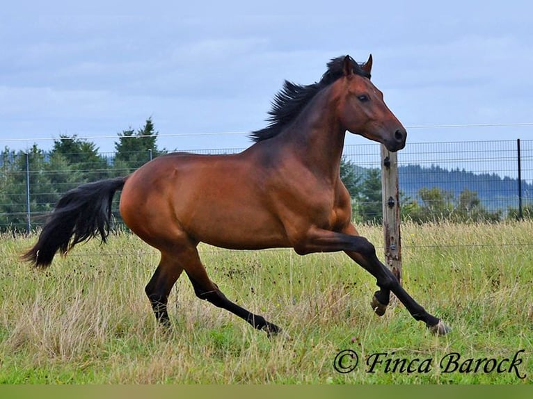 Andaluces Caballo castrado 4 años 154 cm Castaño in Wiebelsheim