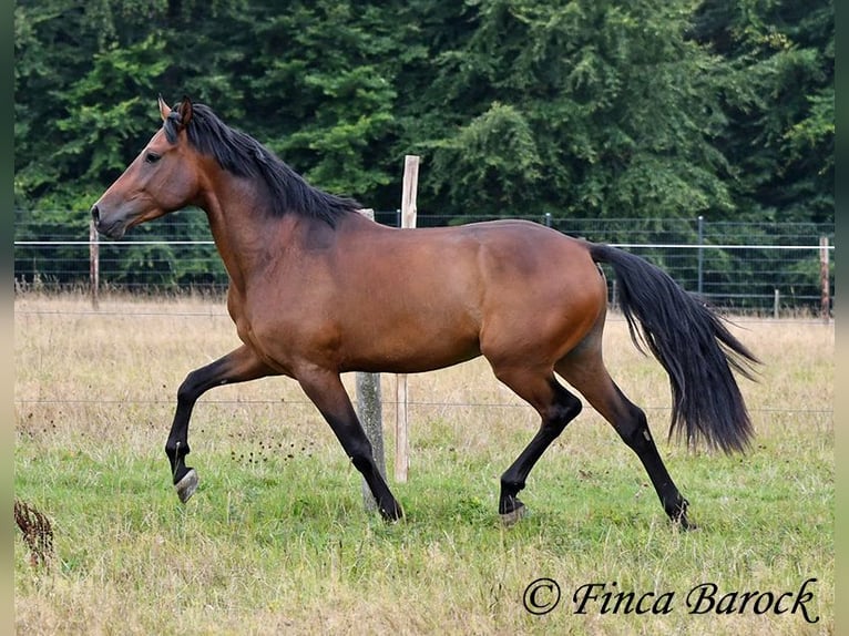 Andaluces Caballo castrado 4 años 154 cm Castaño in Wiebelsheim