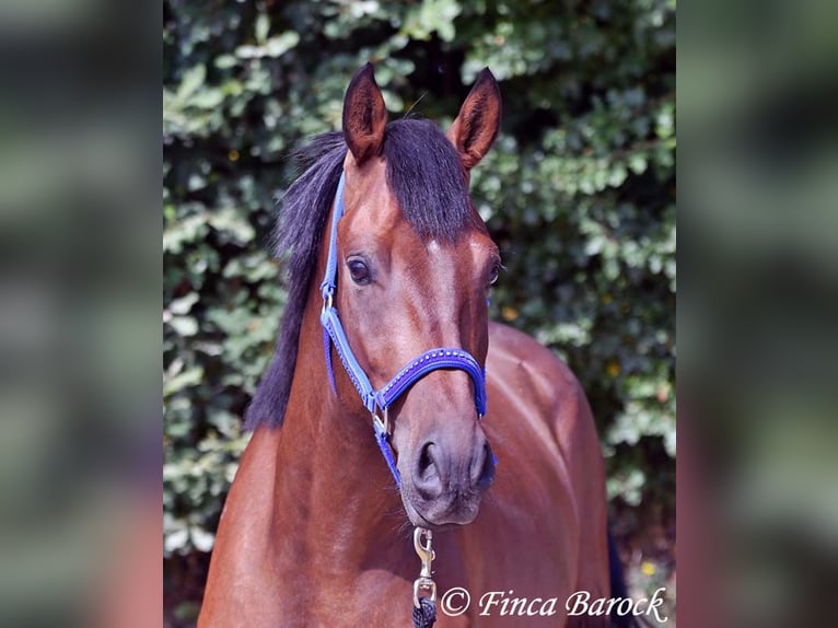 Andaluces Caballo castrado 4 años 154 cm Castaño in Wiebelsheim