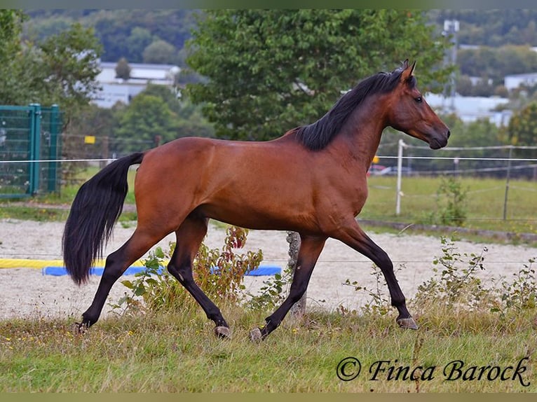 Andaluces Caballo castrado 4 años 154 cm Castaño in Wiebelsheim