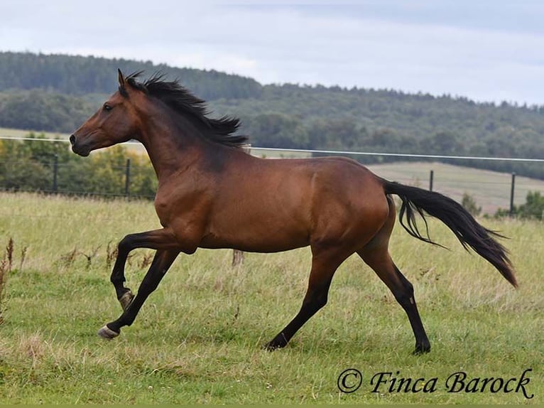 Andaluces Caballo castrado 4 años 154 cm Castaño in Wiebelsheim