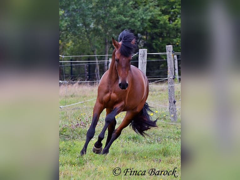 Andaluces Caballo castrado 4 años 154 cm Castaño in Wiebelsheim