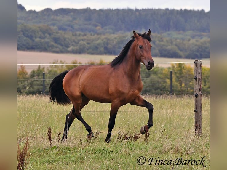 Andaluces Caballo castrado 4 años 154 cm Castaño in Wiebelsheim
