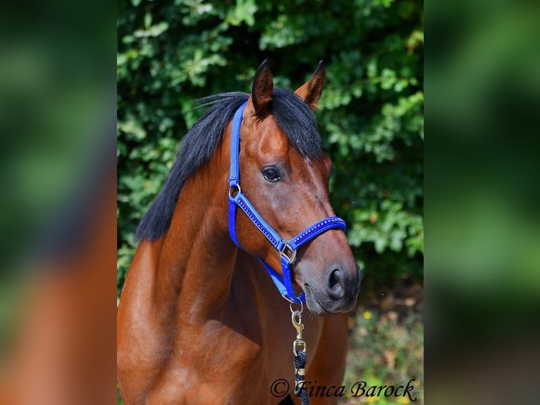 Andaluces Caballo castrado 4 años 154 cm Castaño in Wiebelsheim