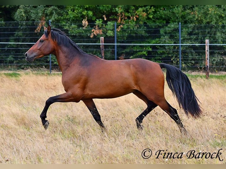 Andaluces Caballo castrado 4 años 154 cm Castaño in Wiebelsheim