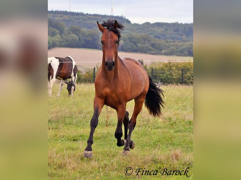 Andaluces Caballo castrado 4 años 154 cm Castaño in Wiebelsheim