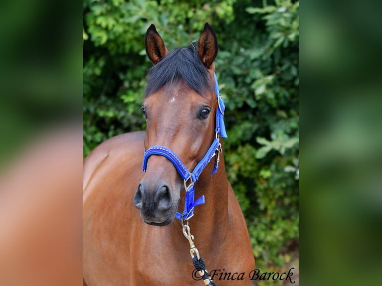 Andaluces Caballo castrado 4 años 154 cm Castaño in Wiebelsheim