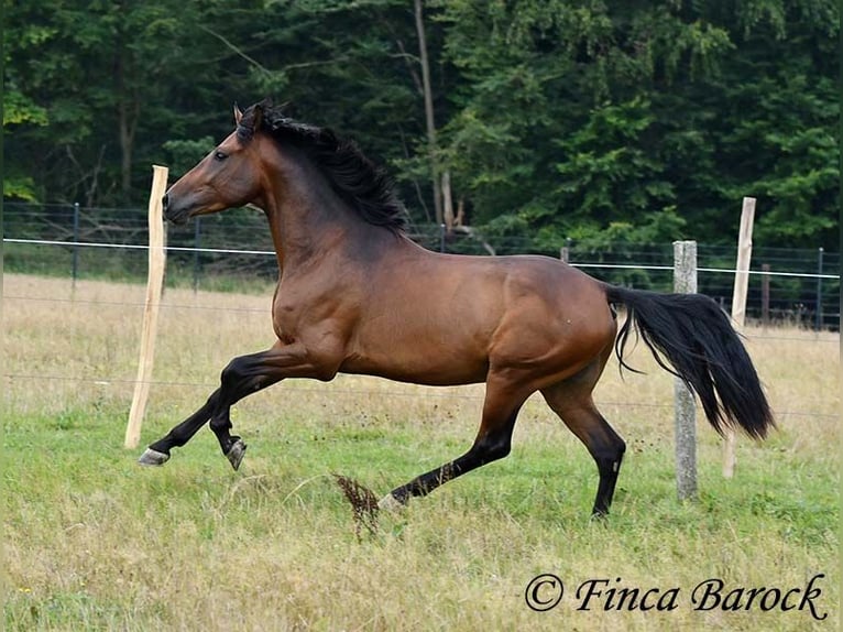 Andaluces Caballo castrado 4 años 154 cm Castaño in Wiebelsheim