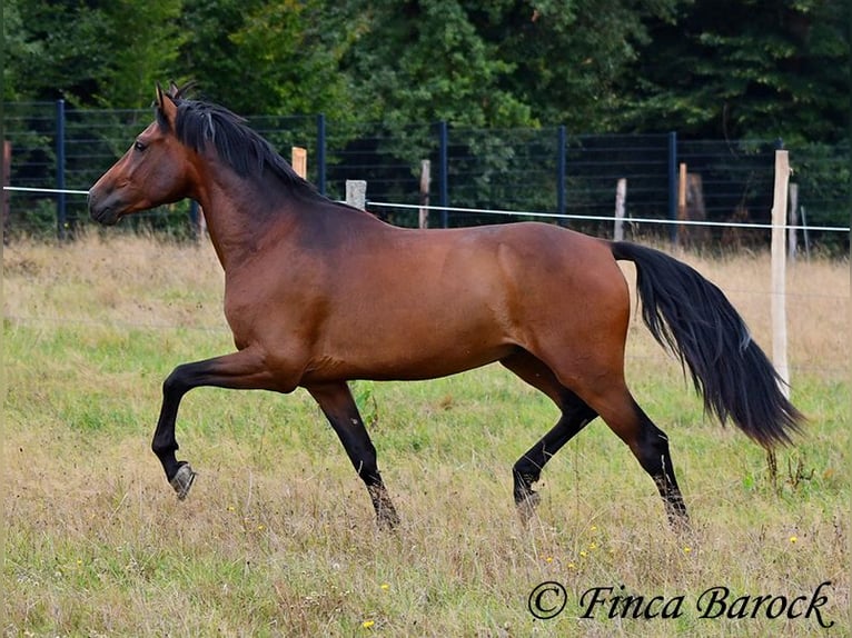 Andaluces Caballo castrado 4 años 154 cm Castaño in Wiebelsheim