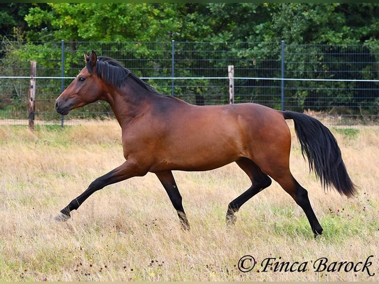 Andaluces Caballo castrado 4 años 154 cm Castaño in Wiebelsheim