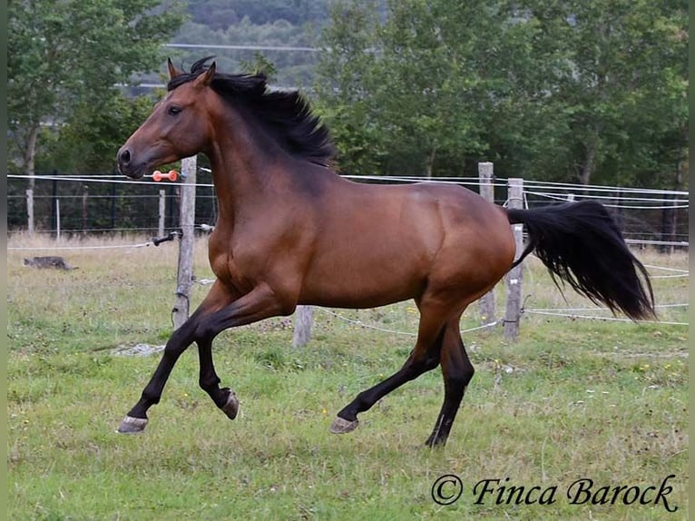 Andaluces Caballo castrado 4 años 154 cm Castaño in Wiebelsheim