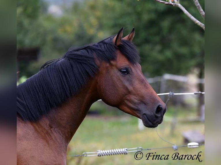 Andaluces Caballo castrado 4 años 154 cm Castaño in Wiebelsheim