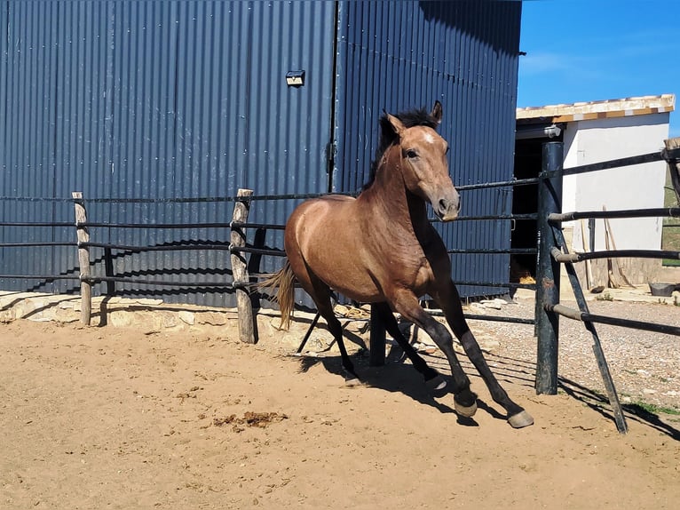 Andaluces Caballo castrado 4 años 154 cm Musgo marrón in Vejer de la Frontera