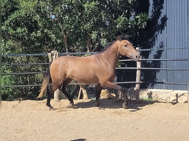 Andaluces Caballo castrado 4 años 154 cm Musgo marrón in Vejer de la Frontera