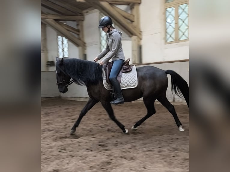 Andaluces Mestizo Caballo castrado 4 años 154 cm Negro in Traventhal