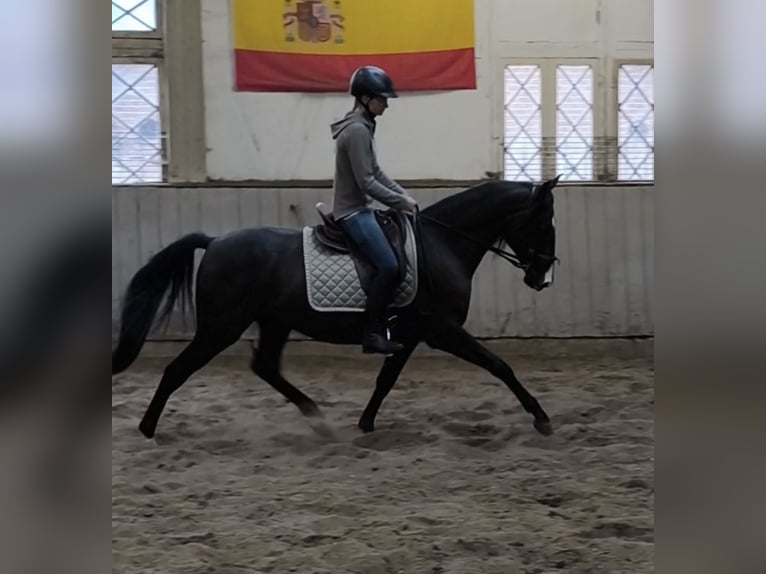 Andaluces Mestizo Caballo castrado 4 años 154 cm Negro in Traventhal