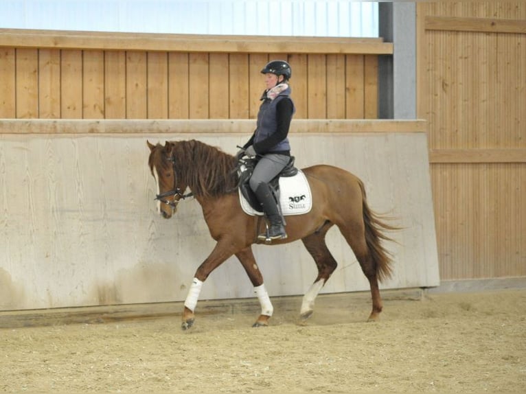 Andaluces Caballo castrado 4 años 155 cm Alazán in Wellheim