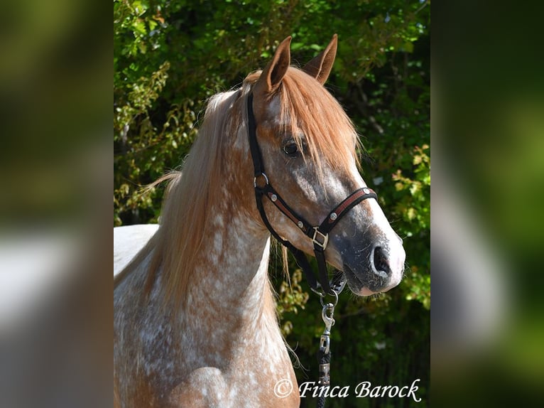 Andaluces Caballo castrado 4 años 155 cm Atigrado/Moteado in Wiebelsheim