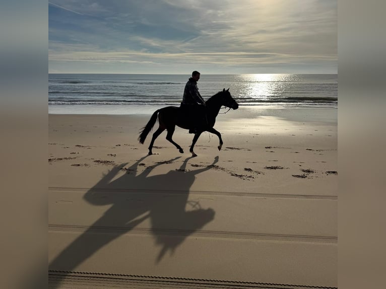 Andaluces Caballo castrado 4 años 155 cm Bayo in Wülfrath