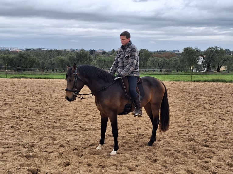 Andaluces Caballo castrado 4 años 155 cm Bayo in Wülfrath