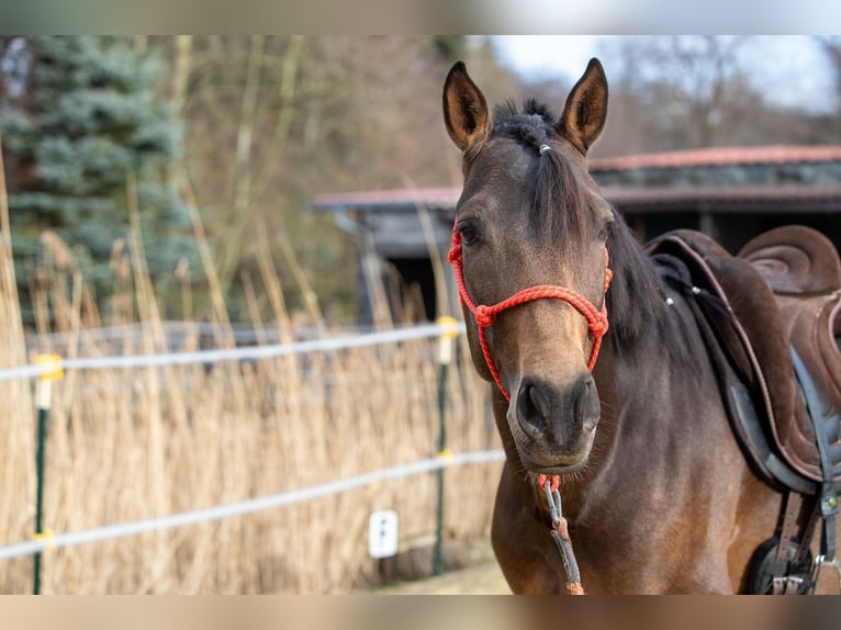 Andaluces Caballo castrado 4 años 155 cm Bayo in Wülfrath