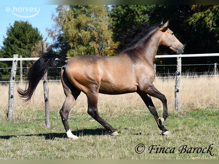 Andaluces Caballo castrado 4 años 155 cm Buckskin/Bayo in Wiebelsheim