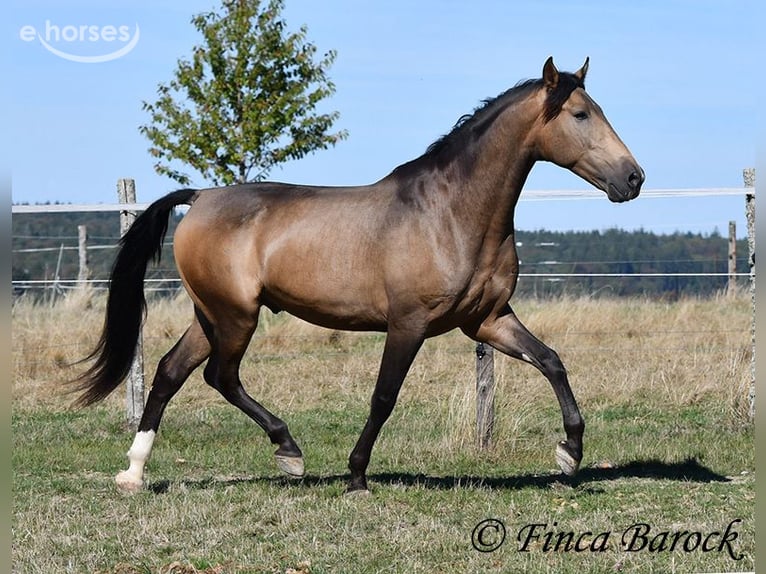 Andaluces Caballo castrado 4 años 155 cm Buckskin/Bayo in Wiebelsheim
