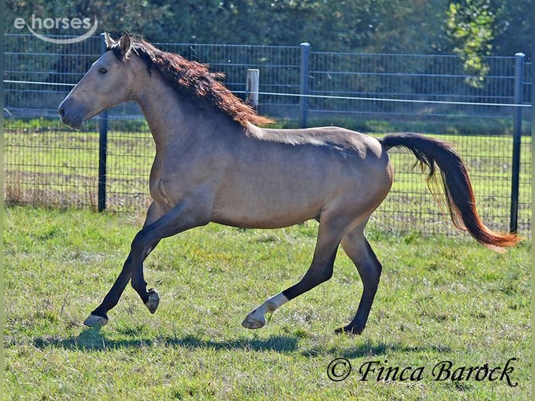 Andaluces Caballo castrado 4 años 155 cm Buckskin/Bayo in Wiebelsheim