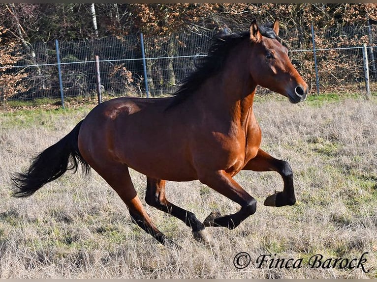 Andaluces Caballo castrado 4 años 155 cm Castaño in Wiebelsheim