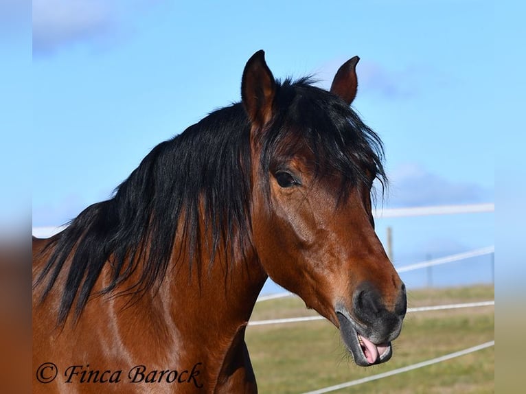 Andaluces Caballo castrado 4 años 155 cm Castaño in Wiebelsheim