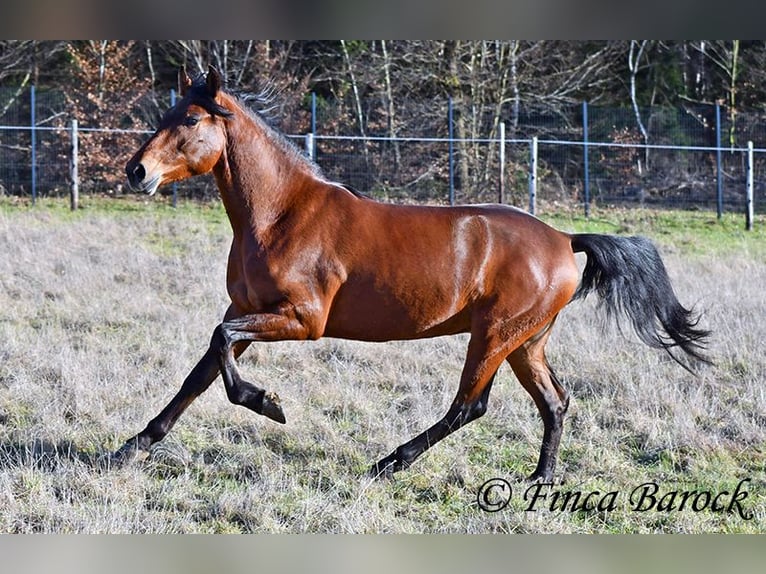 Andaluces Caballo castrado 4 años 155 cm Castaño in Wiebelsheim