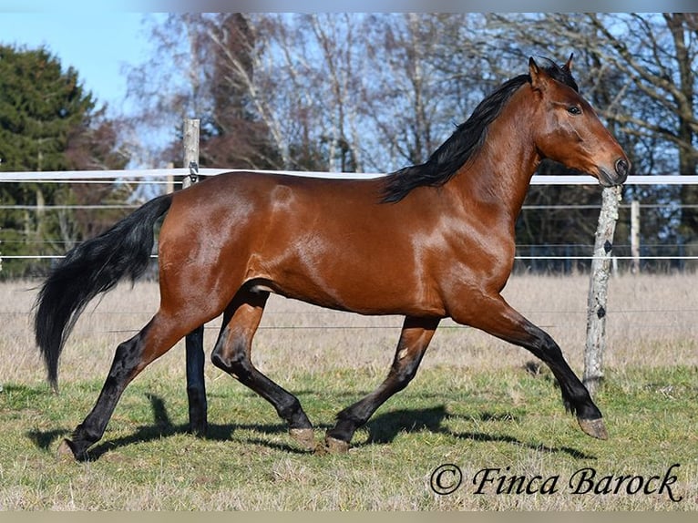 Andaluces Caballo castrado 4 años 155 cm Castaño in Wiebelsheim