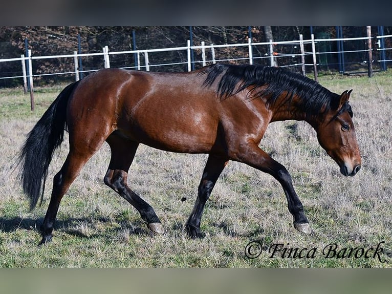 Andaluces Caballo castrado 4 años 155 cm Castaño in Wiebelsheim