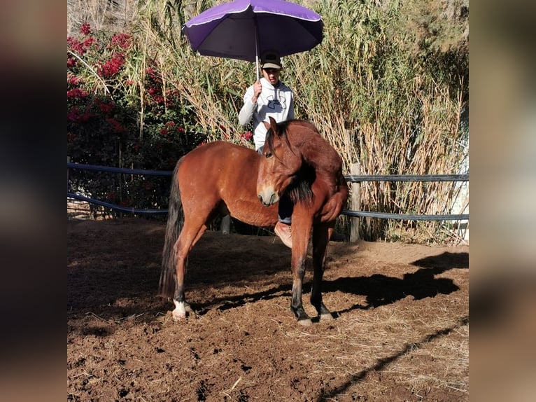 Andaluces Caballo castrado 4 años 155 cm Castaño in Adra Almeria