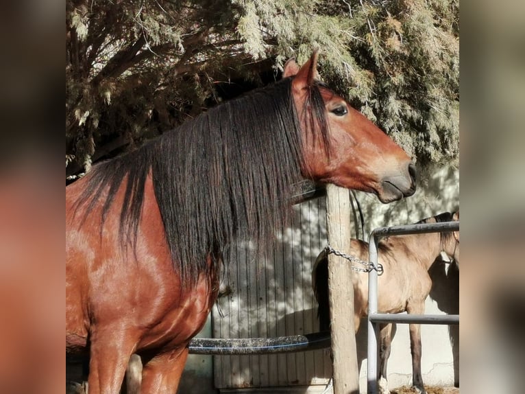 Andaluces Caballo castrado 4 años 155 cm Castaño in Adra Almeria