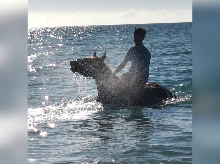 Andaluces Caballo castrado 4 años 155 cm Castaño in Adra Almeria